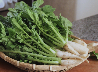 radis japonais daikon